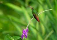 Kolibrik rezavoocasy - Amazilia tzacatl - Rufous-tailed Hummingbird o4252